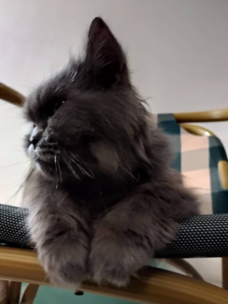 Persia cat 2