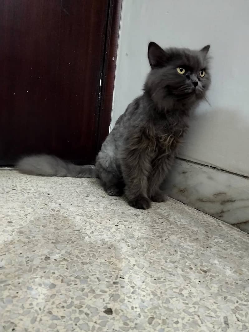 Persia cat 3