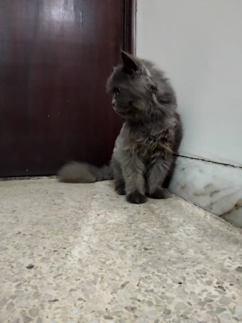 Persia cat 4