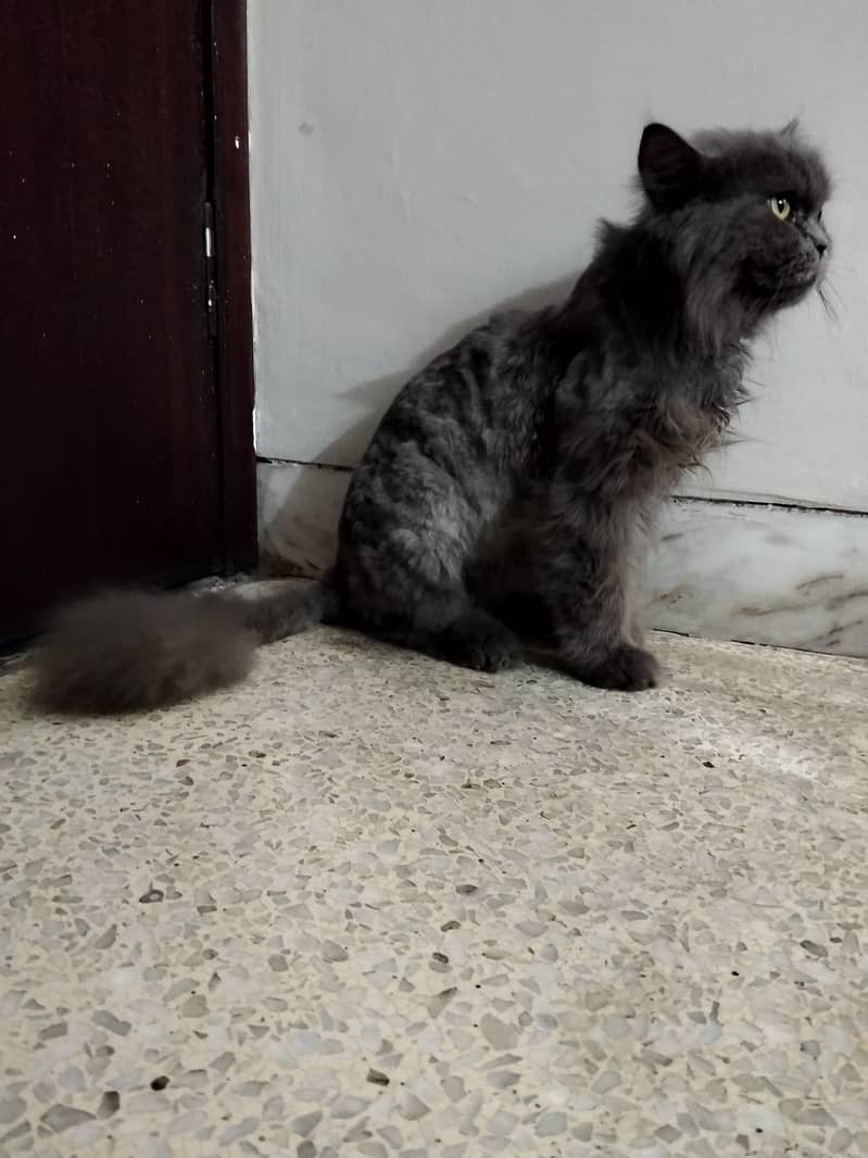 Persia cat 5