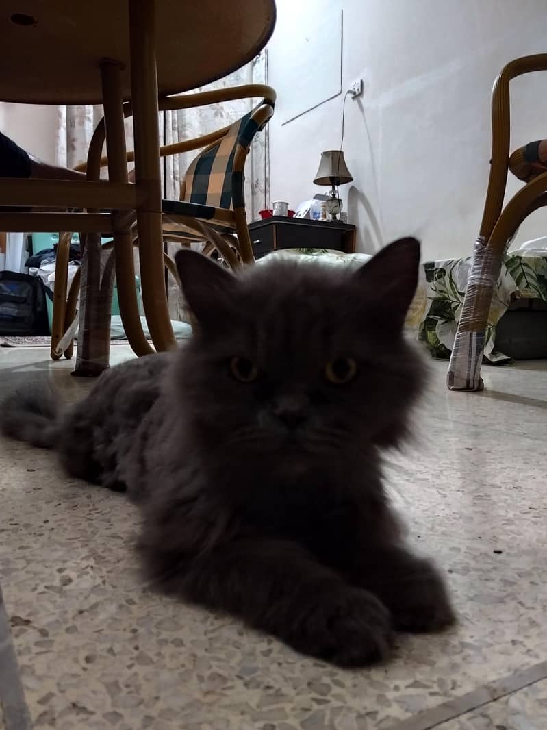 Persia cat 6