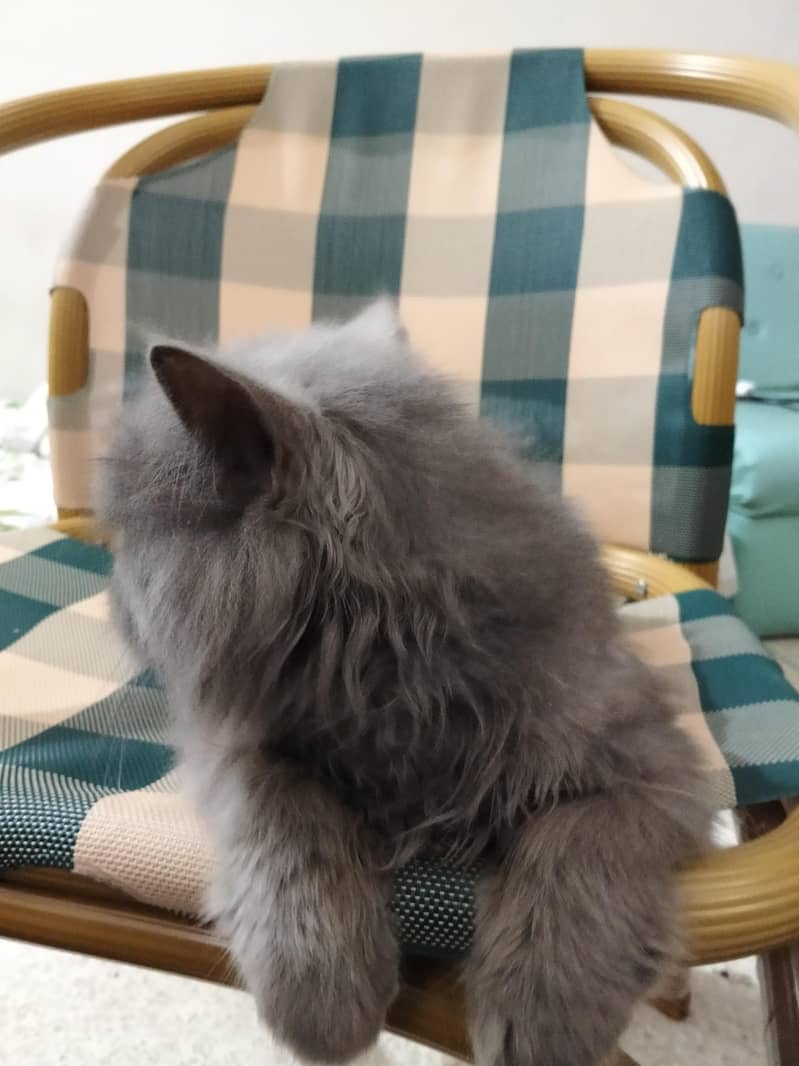 Persia cat 7