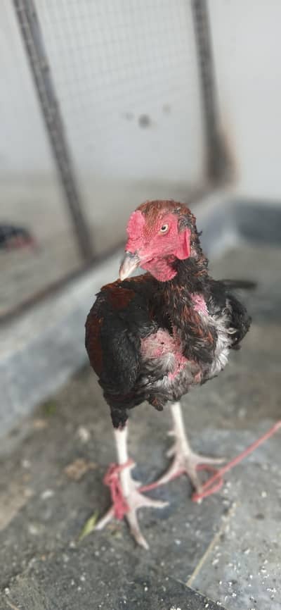 pakistani or barmi cross