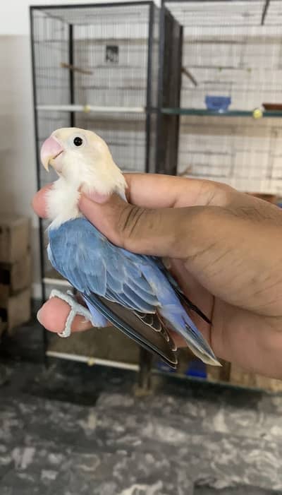 Lovebirds available for sale