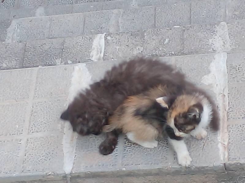adorable kittens 0