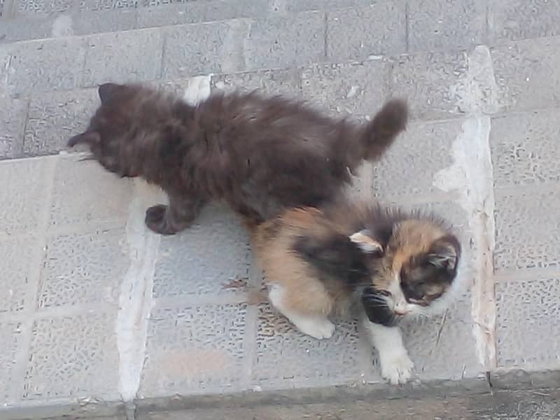 adorable kittens 1