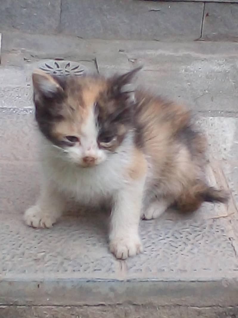 adorable kittens 3
