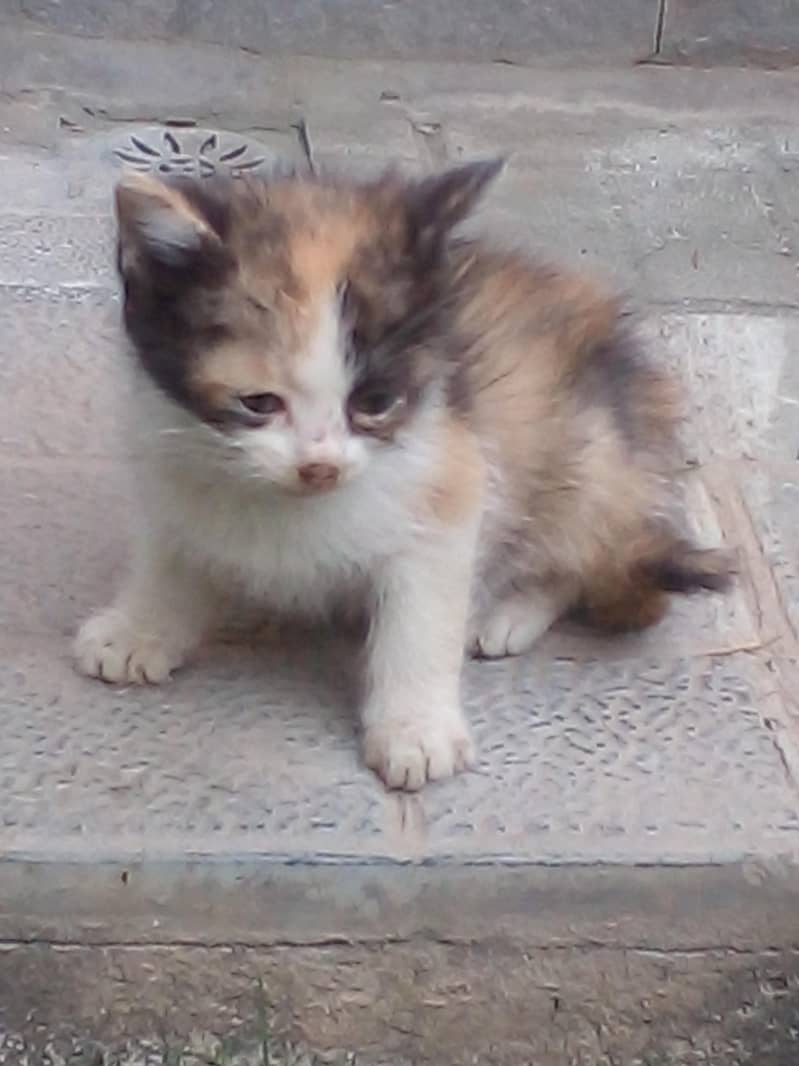 adorable kittens 4