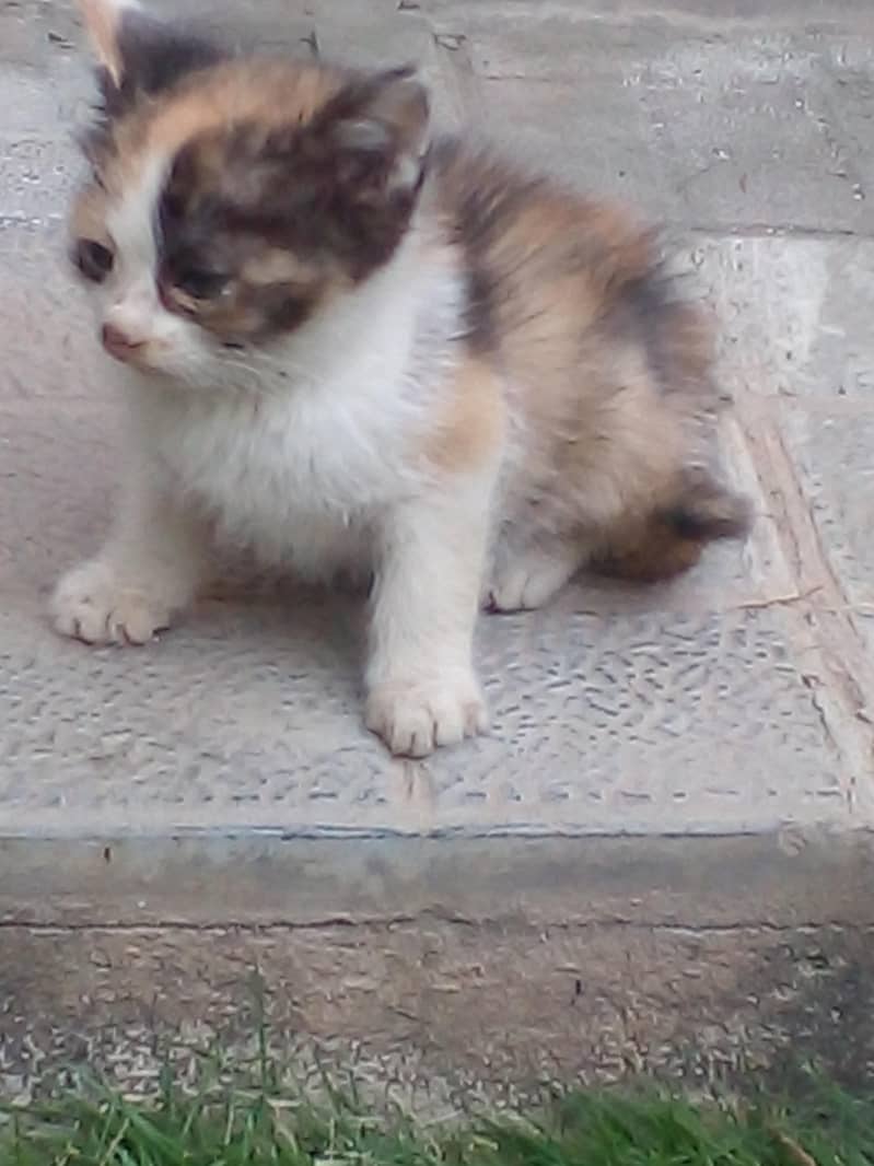 adorable kittens 5
