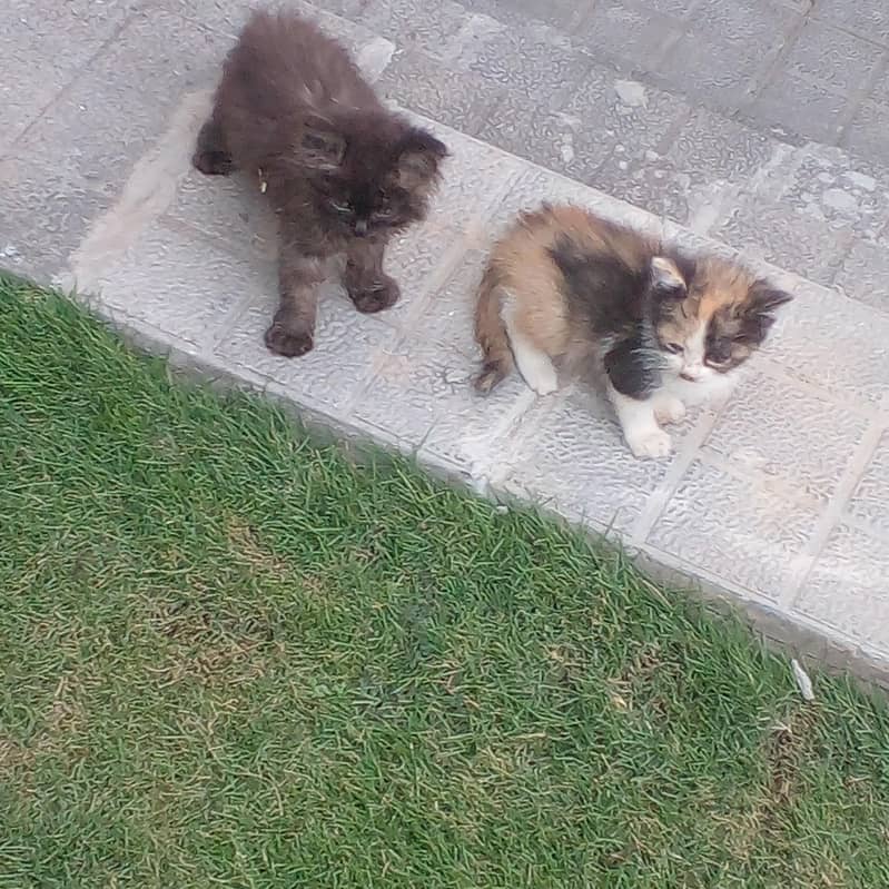 adorable kittens 6