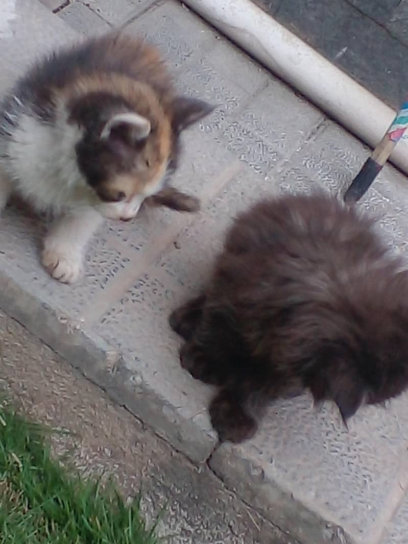 adorable kittens 7
