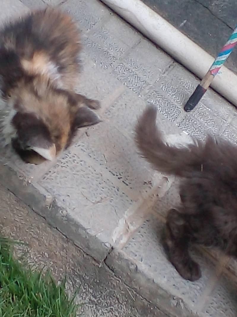 adorable kittens 8