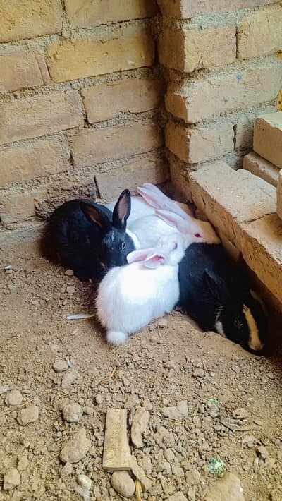 white red eyes & black Rabbits achy active & halthy