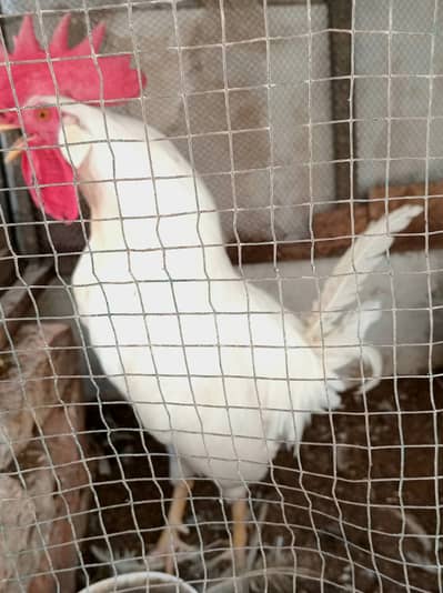 Murga white home breed (cross)