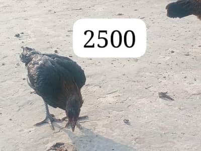 urgent sale