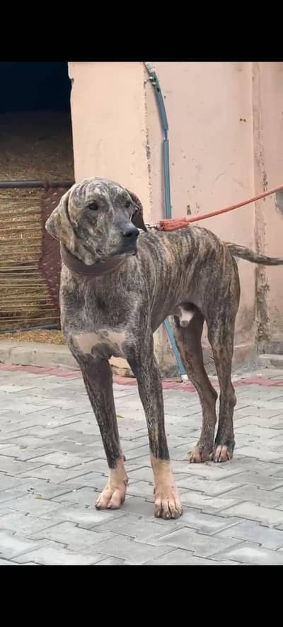 bully patha hight 31+ location gujrat