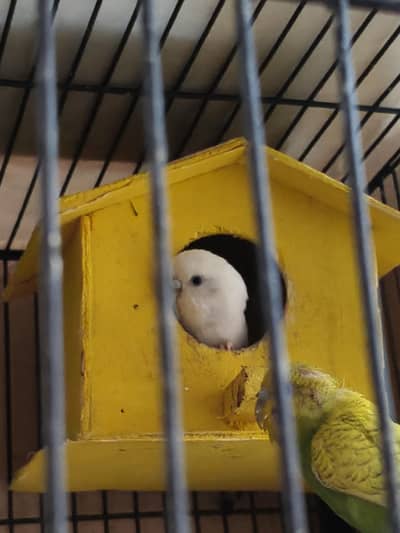 Australian parrots budgies