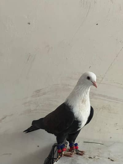 karblai chick pair for sale