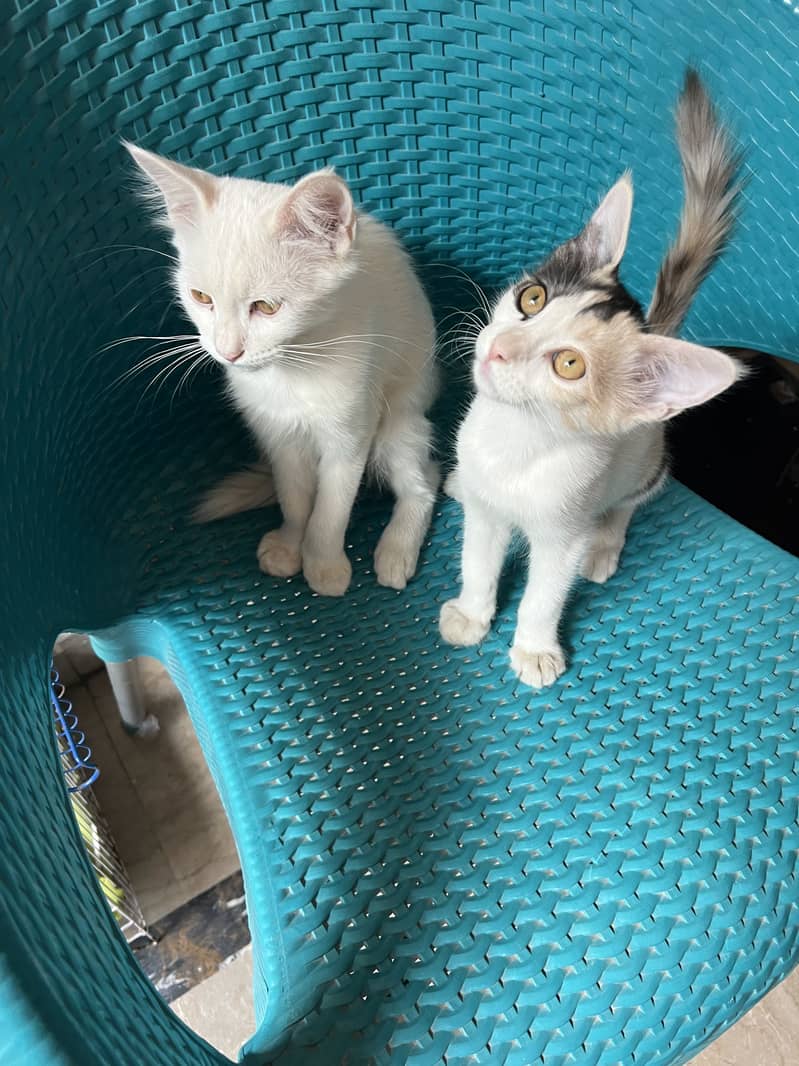 Beautiful Cats 0