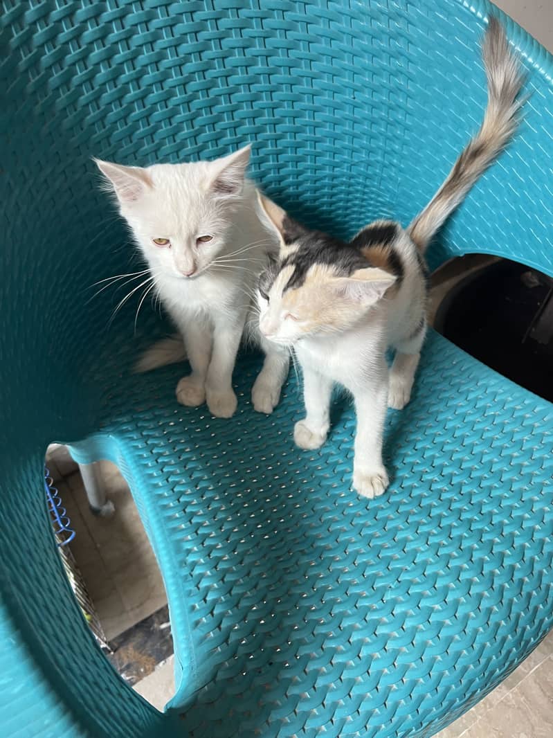 Beautiful Cats 1