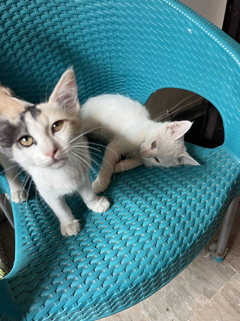 Beautiful Cats 2