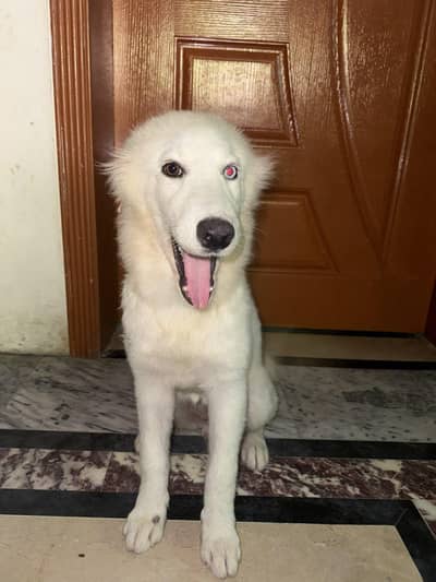 husky white