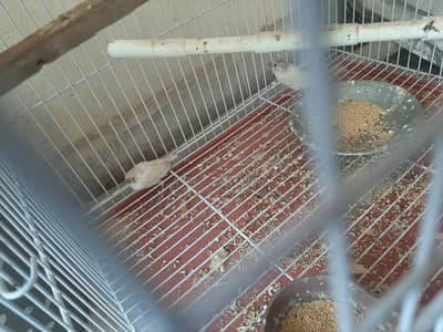 Zebra Finch Babies For Urgent Sale