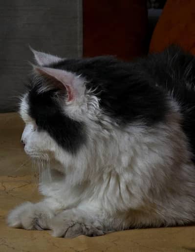 LONG HAIR BI COLOR CAT FOR SALEEEE