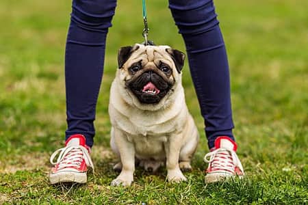 urgent sell pug female on heat