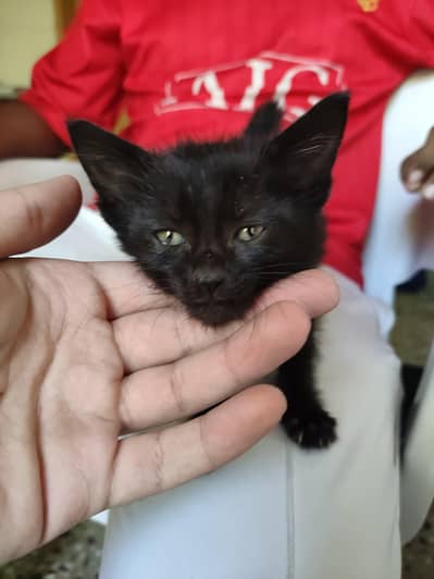 Black domestic cat