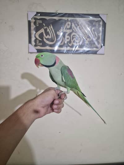 raw parrot hand tame face to face toking