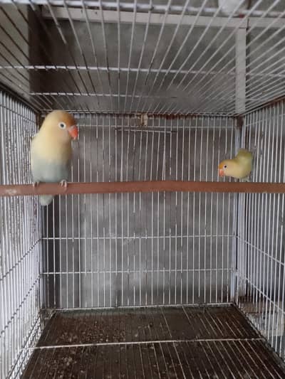 love birds