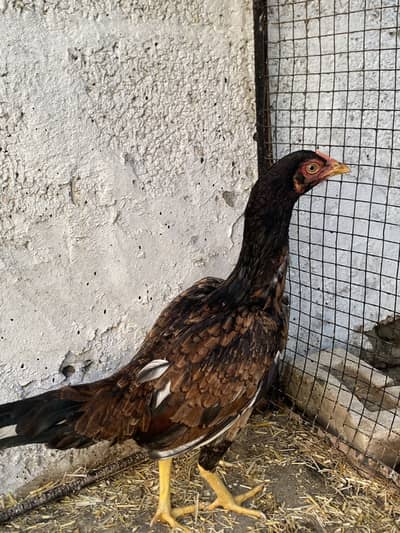 Amroha cross female