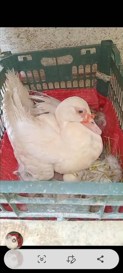 mosque duck home breed
