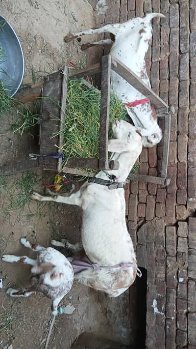 Rajanpori bakri
