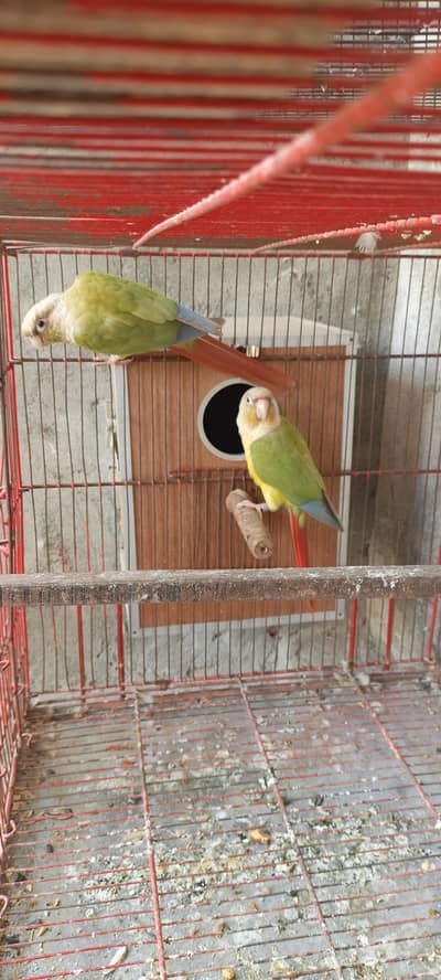 pone. appel conure pair