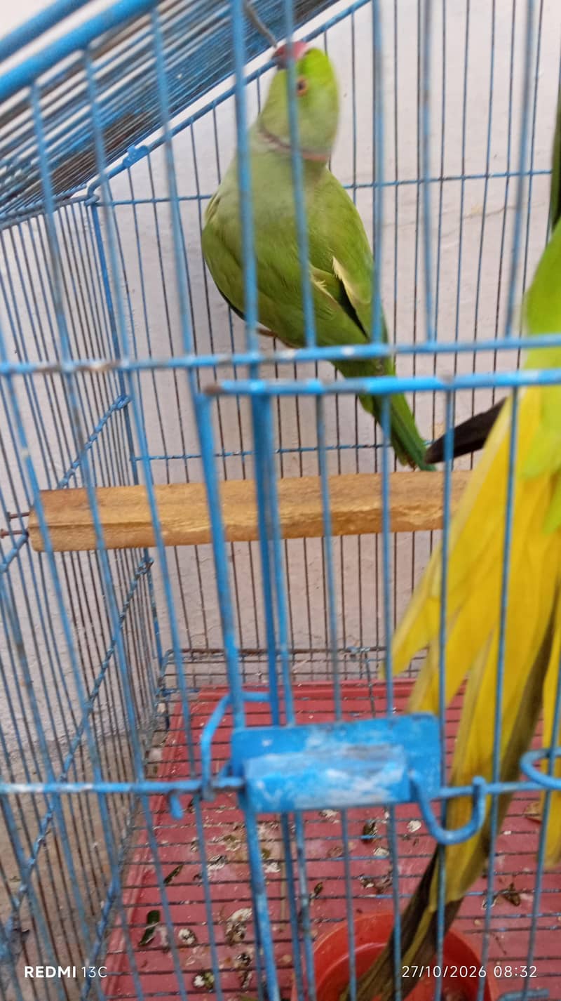 parrot 1
