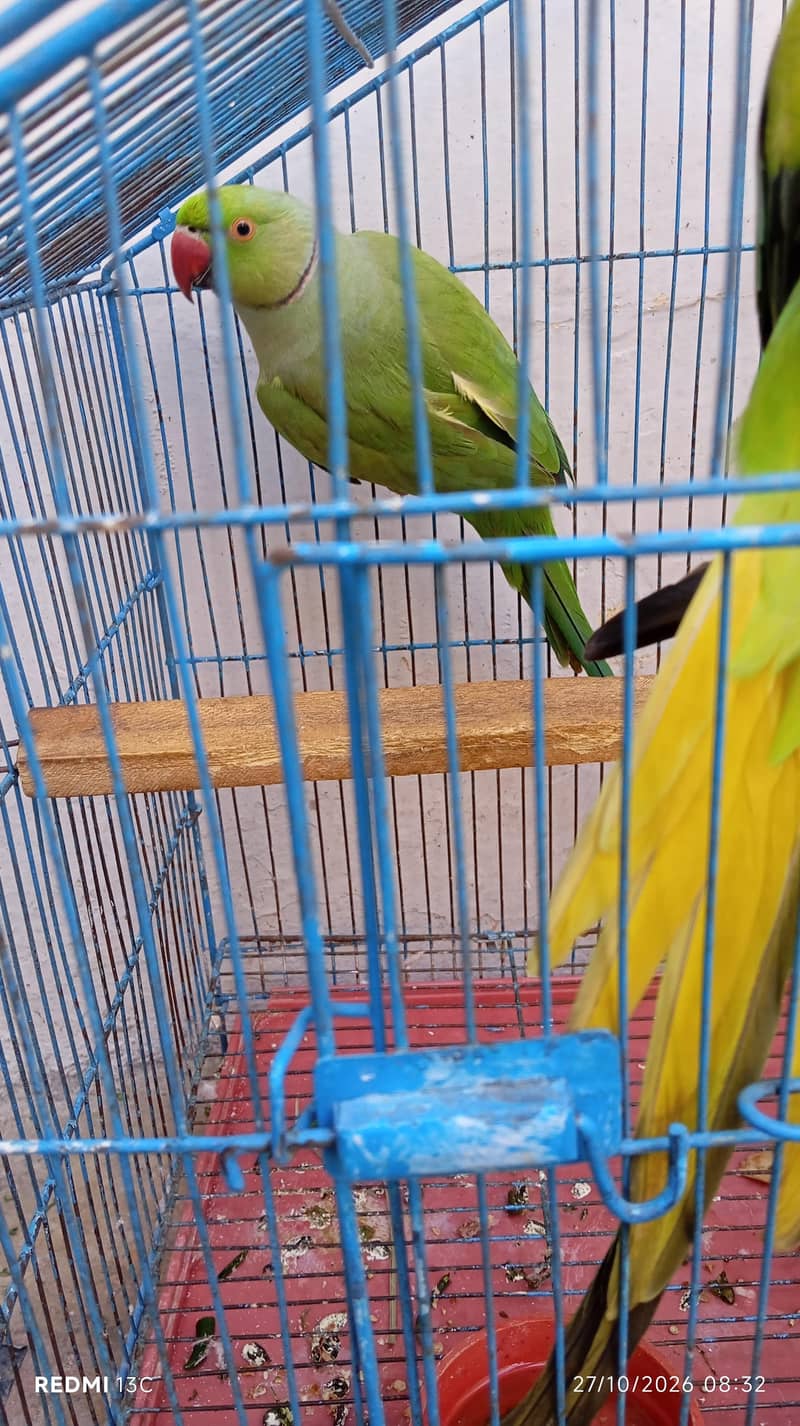 parrot 2