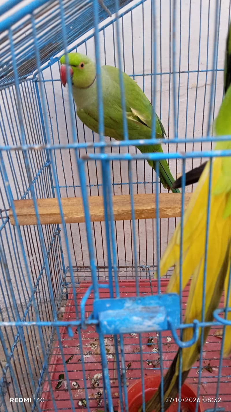 parrot 3