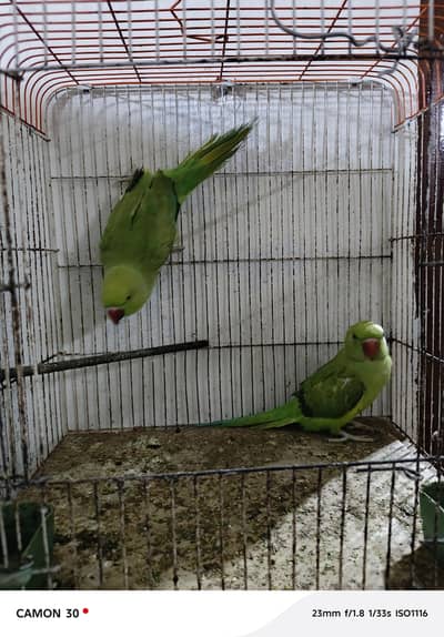 ring neck pair 7 to 8 month male female