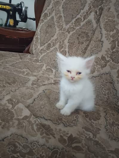 Persian Pure white kitten blue grey eyes