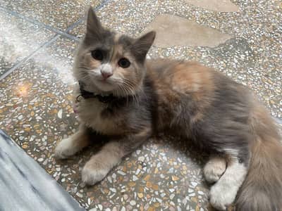 Paid Adoption | Persian Mix Female Kitten | 6 Months | Rabies Vaccina