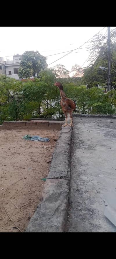 hint burmi pathi for sale