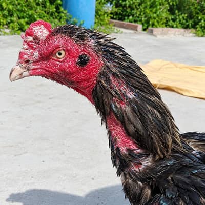 aseel murga for sale sindi and walaiti cross
