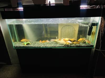 4 Feet Tempered Glass Aquarium Complete Setup with Goldfish