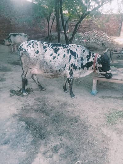 Vechur cattle