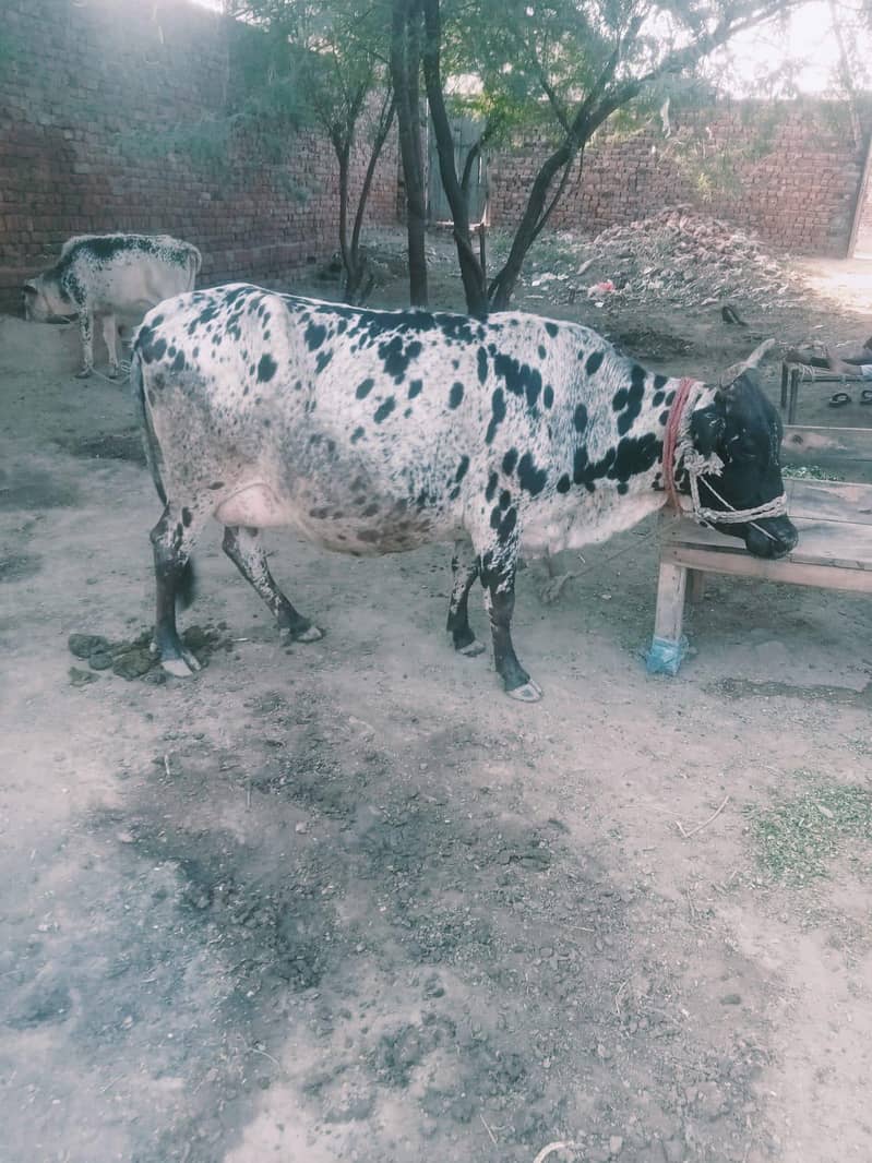 Vechur cattle 0