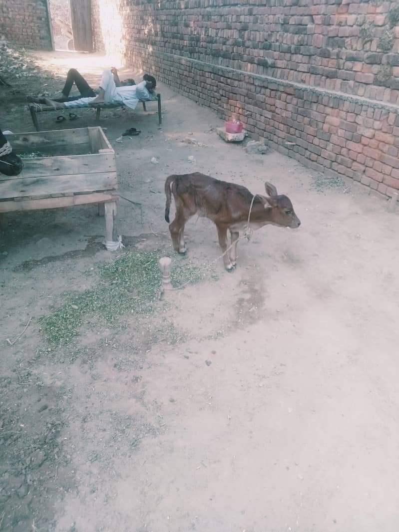 Vechur cattle 1