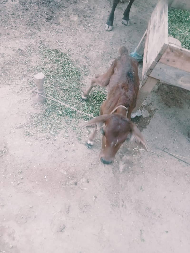 Vechur cattle 2