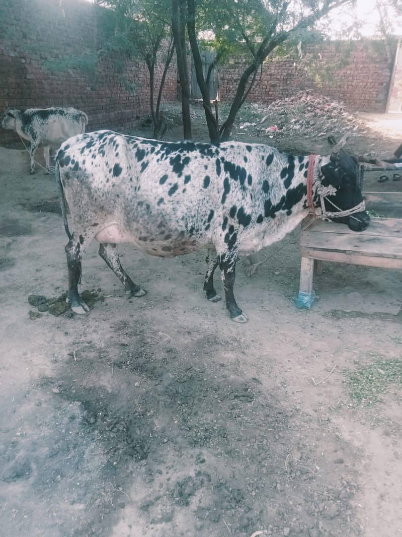 Vechur cattle 3